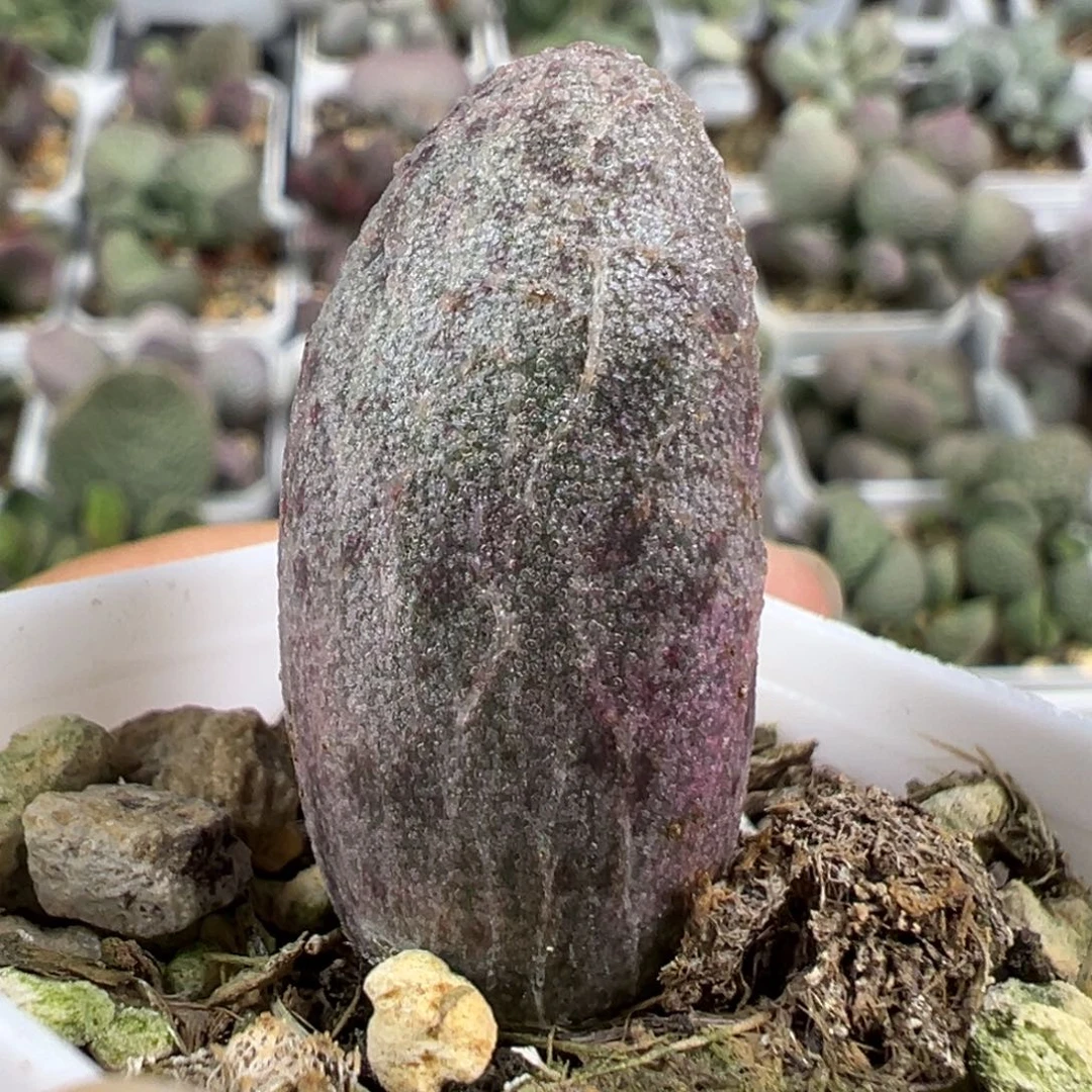 w斑点款实生新品多肉植物