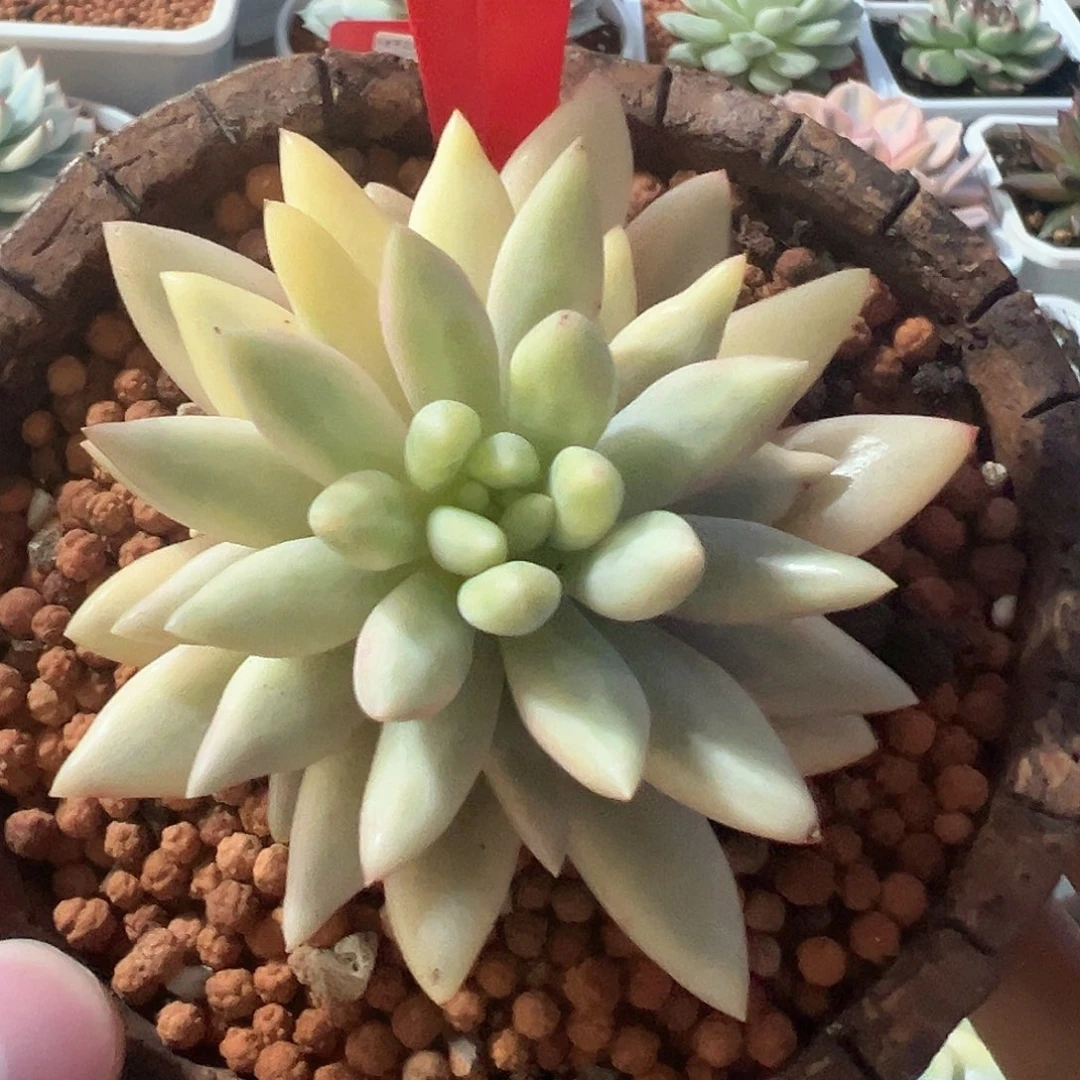 23号红蜻蜓锦多肉