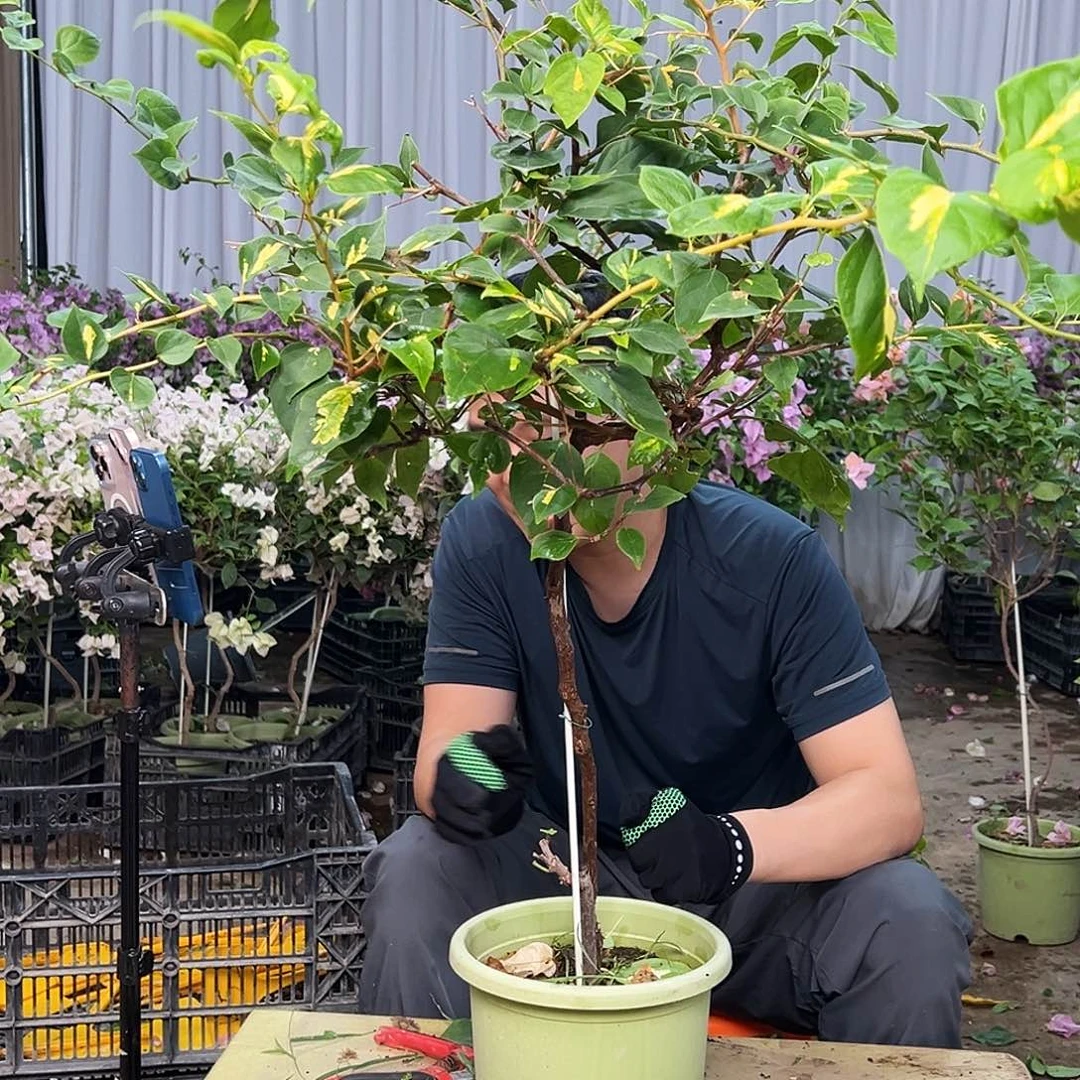 周***停大部分花苞少量开放K90金心橙白