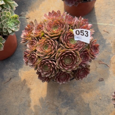 顺***）053红魔朵朵多肉，