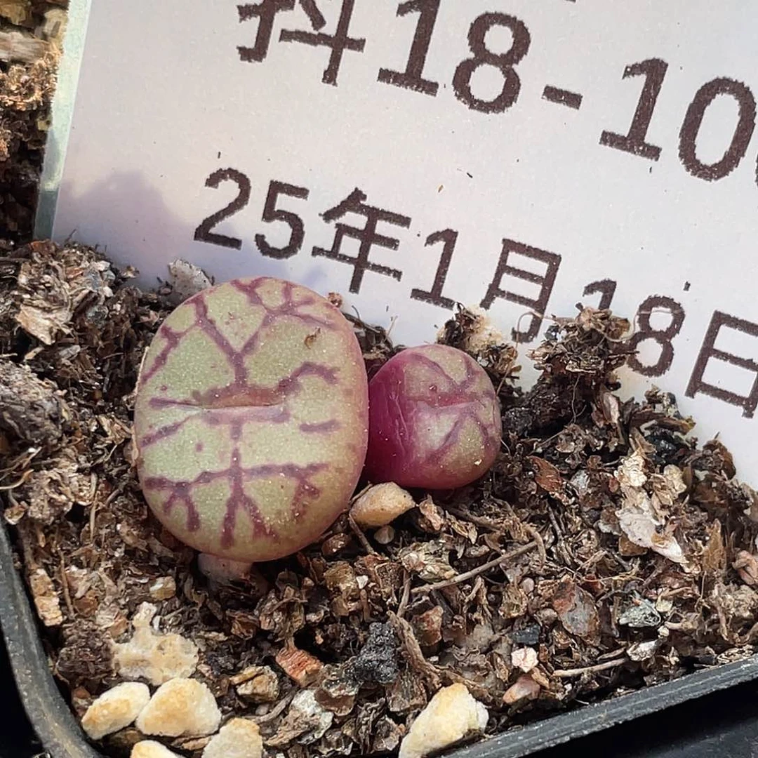 18-100青姬多肉肉锥