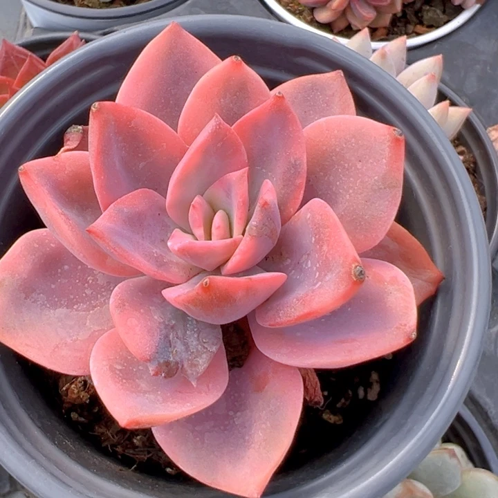 粉色哈利锦【一物一拍】两单包邮