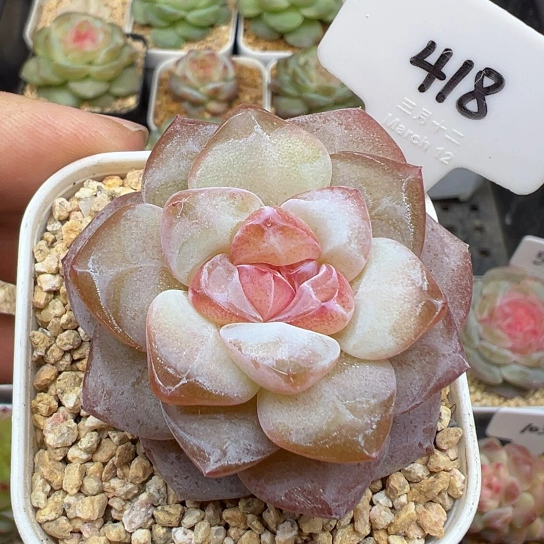 418号雪瓷 晗雨多肉