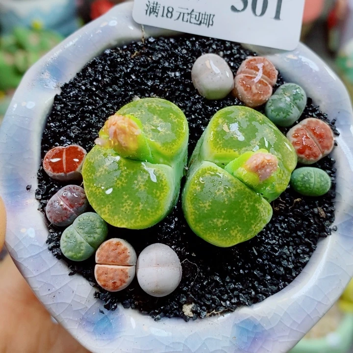生石花花花花花花花301