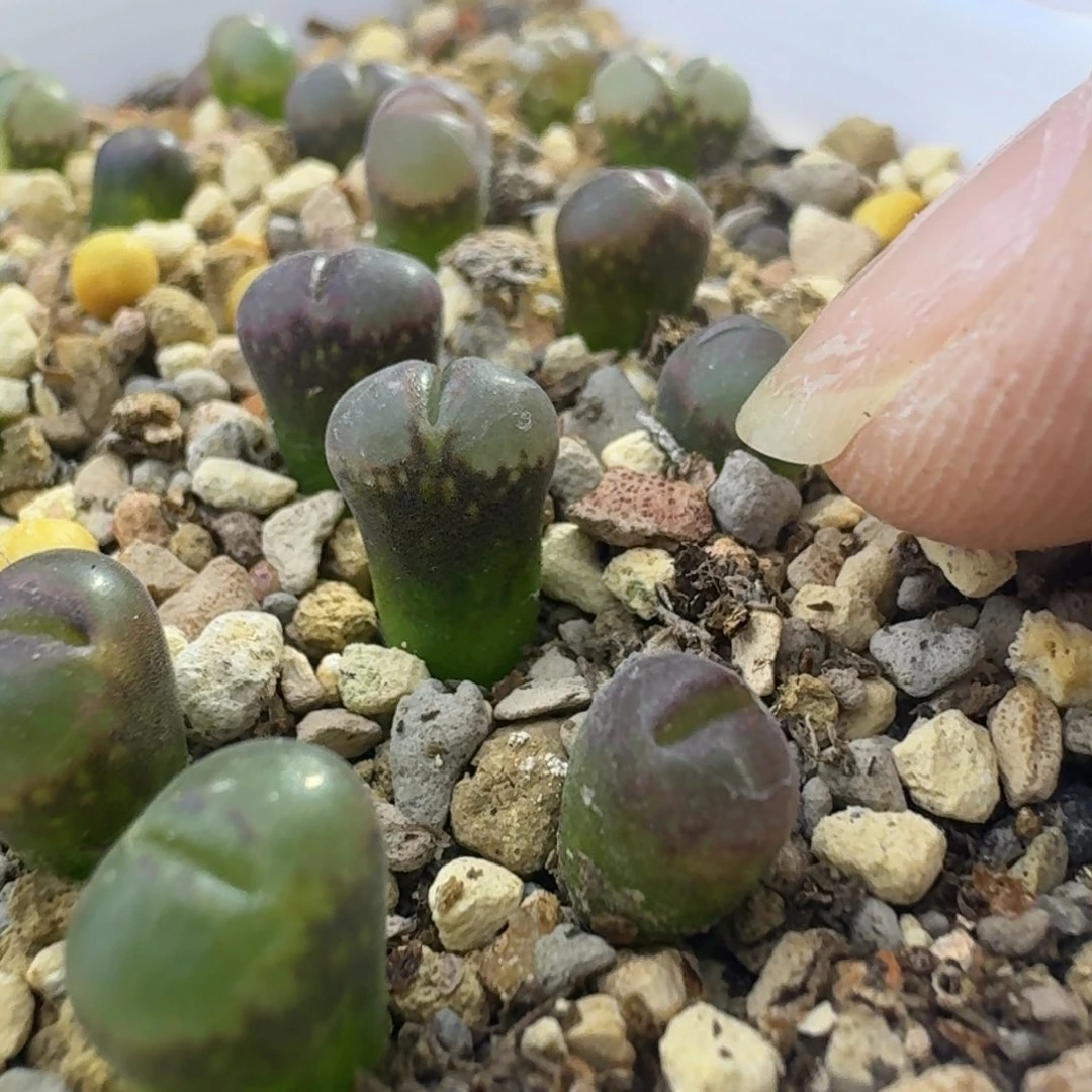 56号菜菜c10一年苗一物一拍0.6