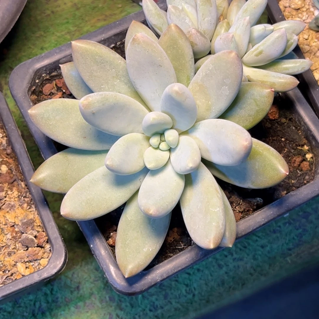 简****福简单姐哥特寄养