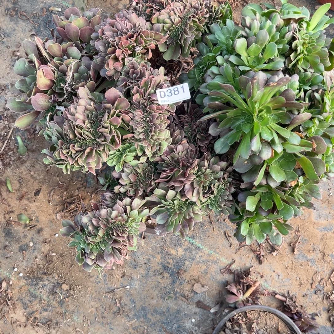 381三颗组合多肉植物