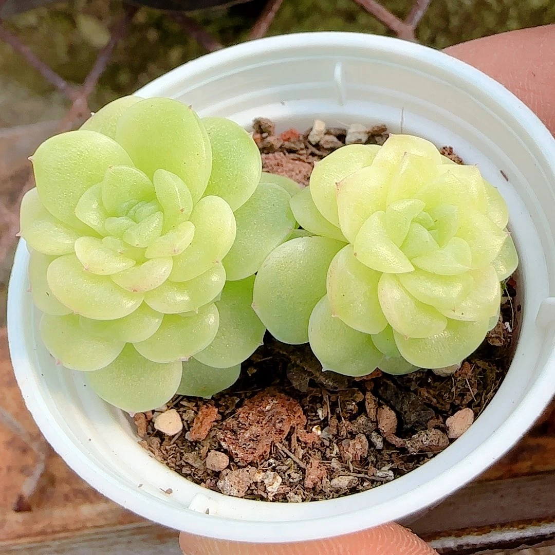 0101-54（ht-9）优选