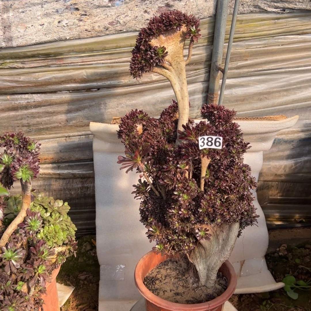 黑发朵缀386高度50厘米