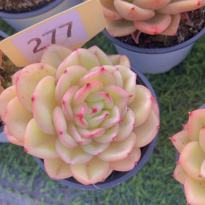 健健康康平平安安