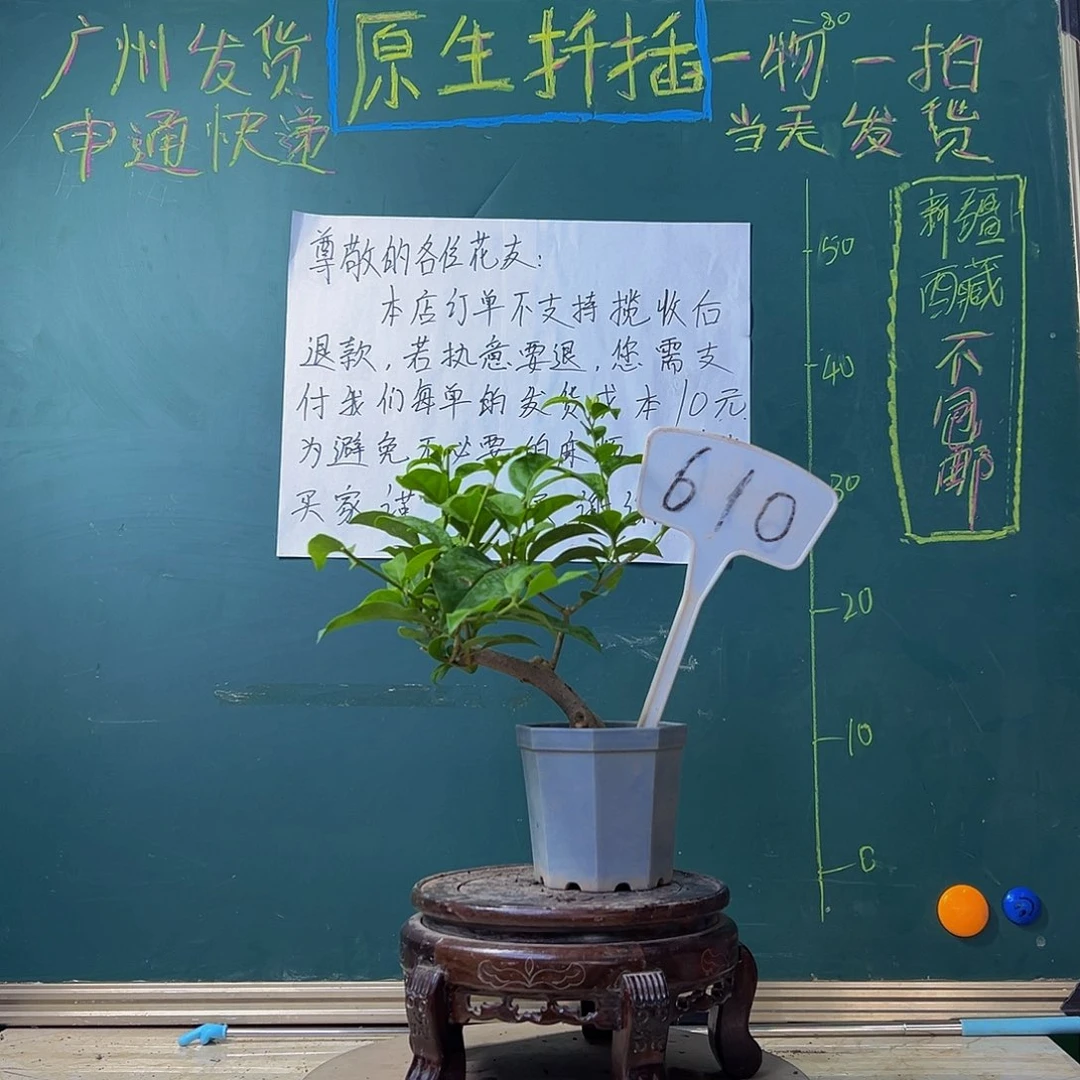 当前无花栽培后可以开花一颗盲盒大宝 610