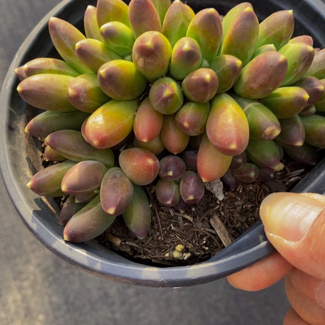 千代田之松精控120杯