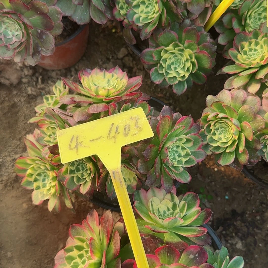 4-403多头多肉植物海王