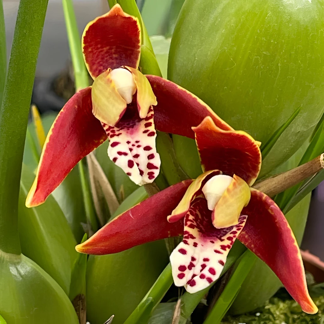 咖啡兰（豆豆多多） 开花浓香咖啡奶油香味 客厅阳台办公室养