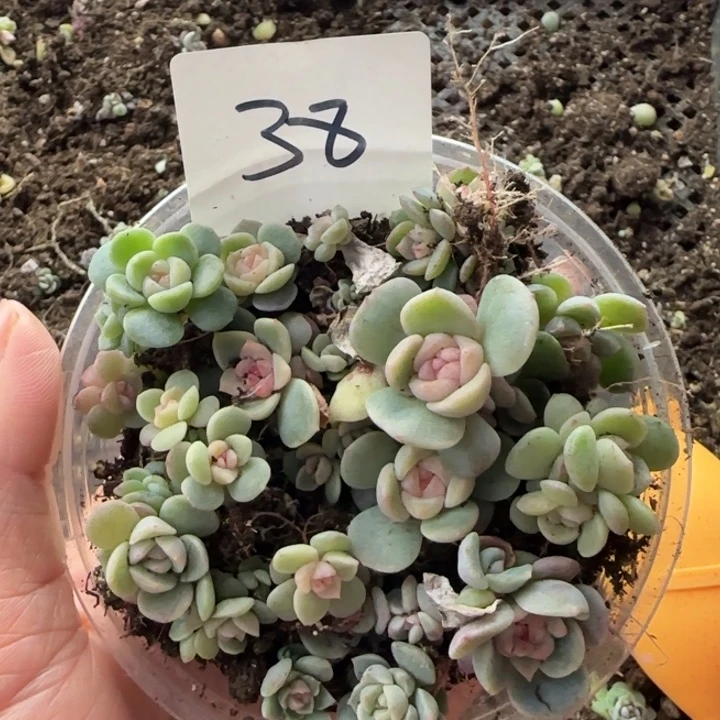 绝绝子多肉一盘38