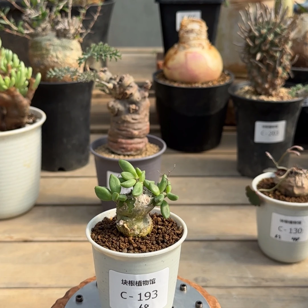 193钢丝万物想不带盆