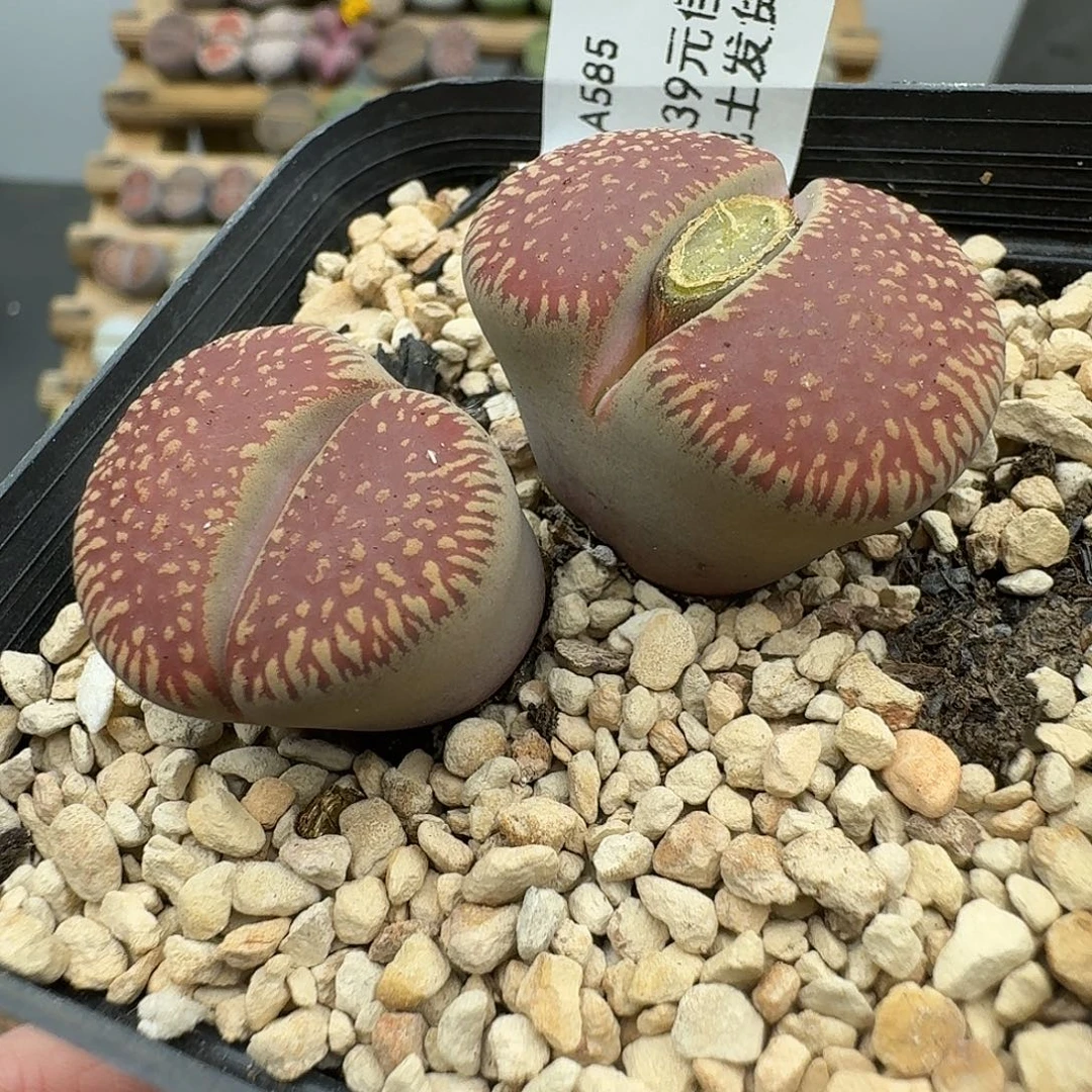 585多肉哈哈哈哈哈哈哈哈