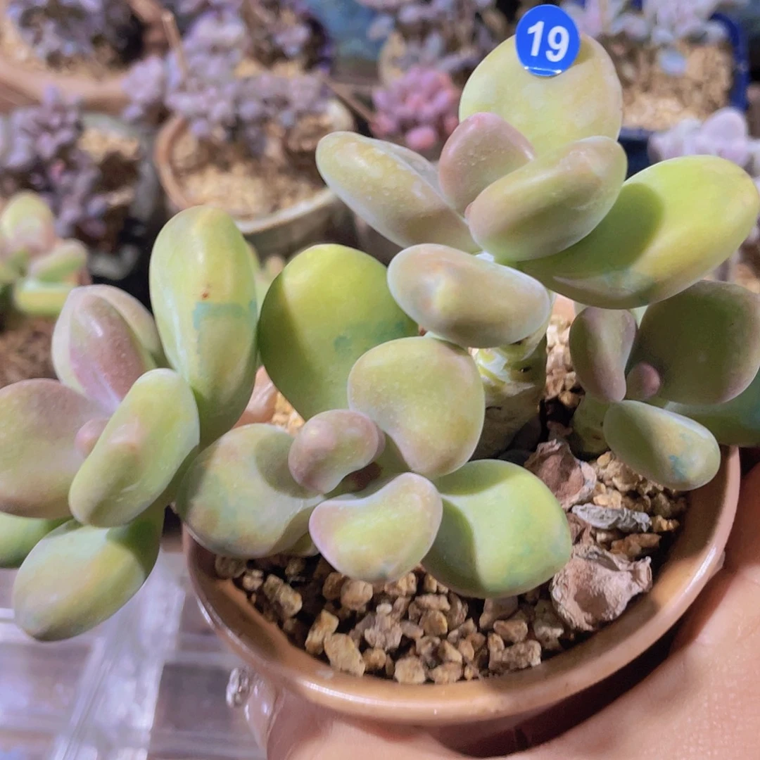 芒果奶酪 多肉植物