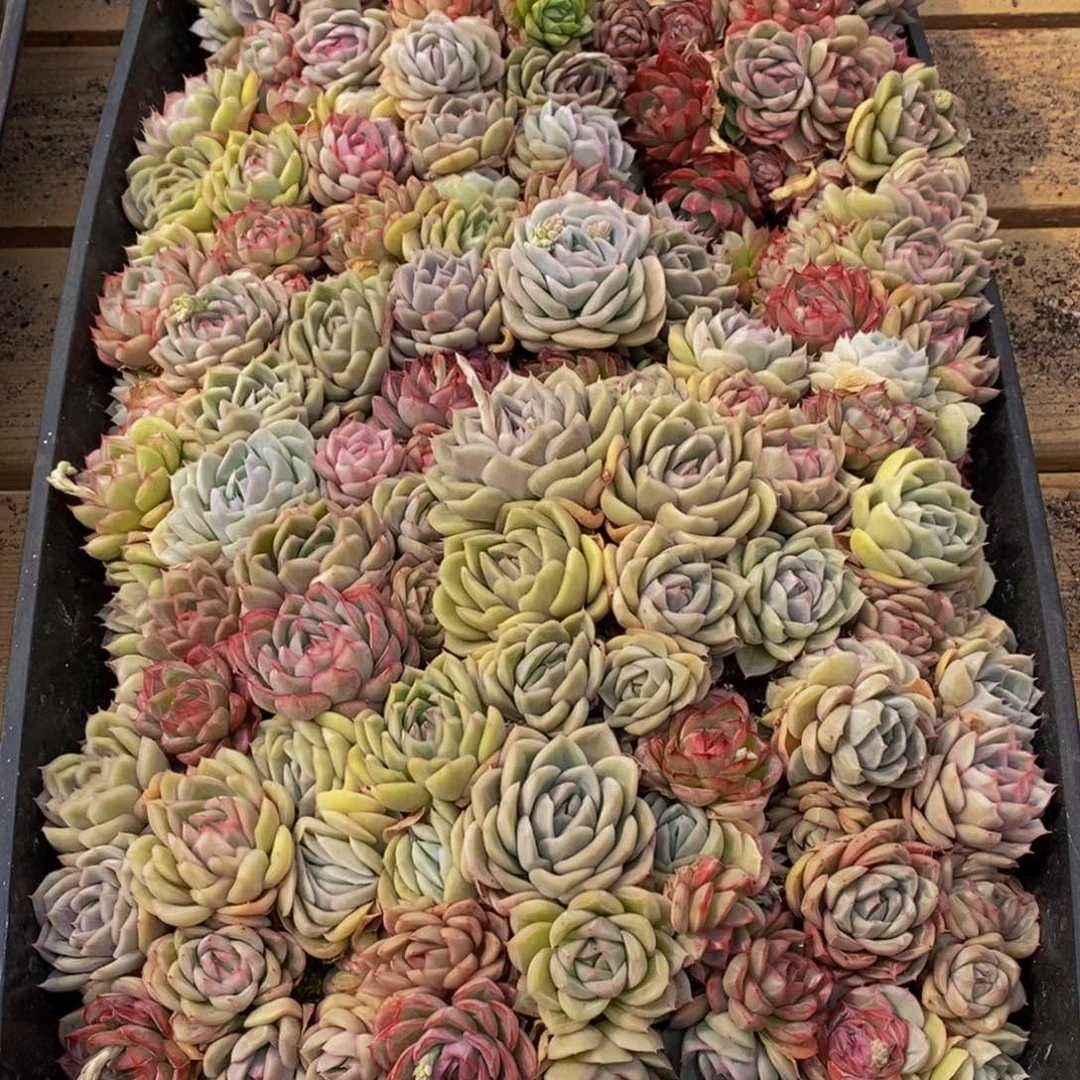 ?624多肉植物保护研究所所长助理