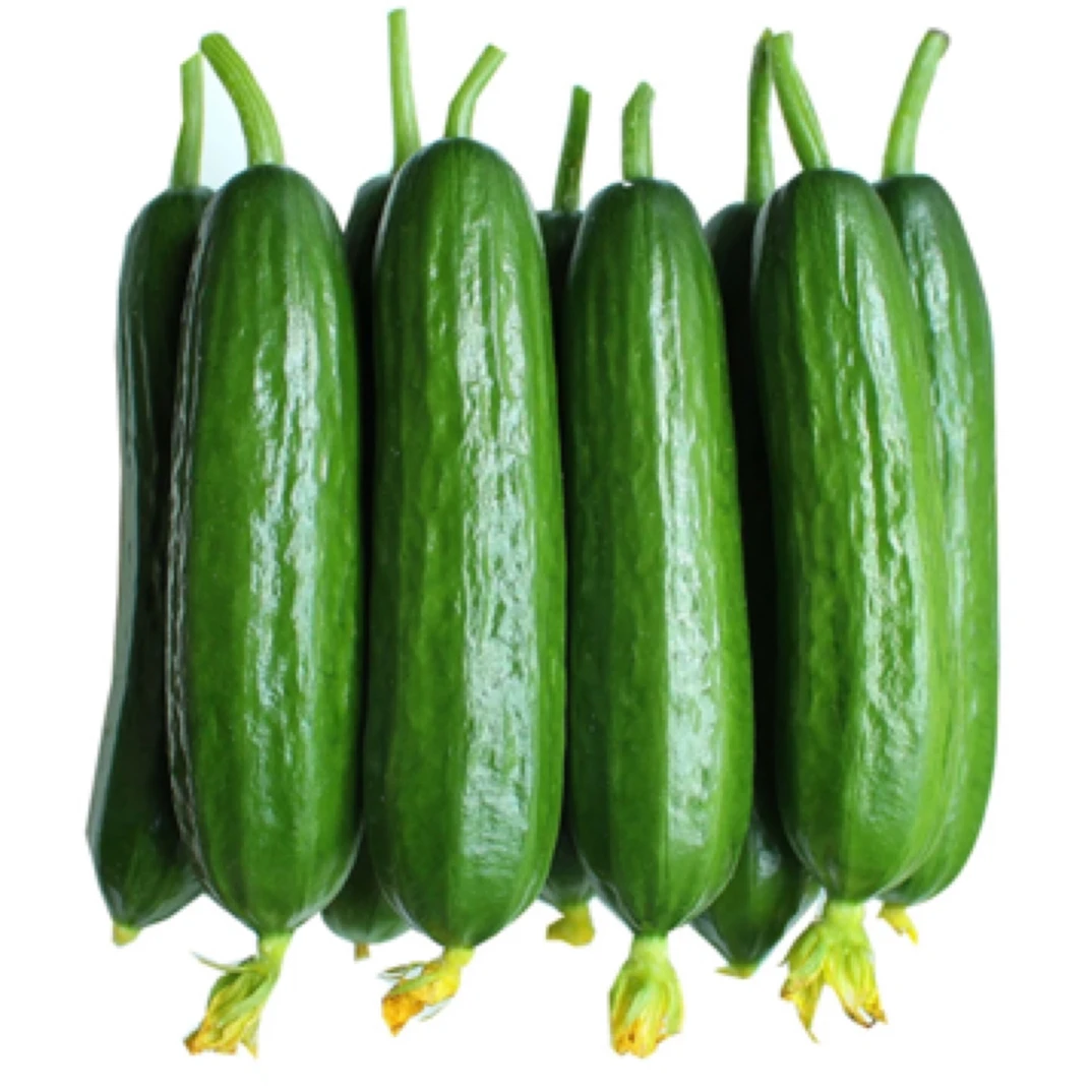 无刺水果黄瓜种子大棚田园小黄瓜种籽四季阳台春季菜种子蔬菜种孑