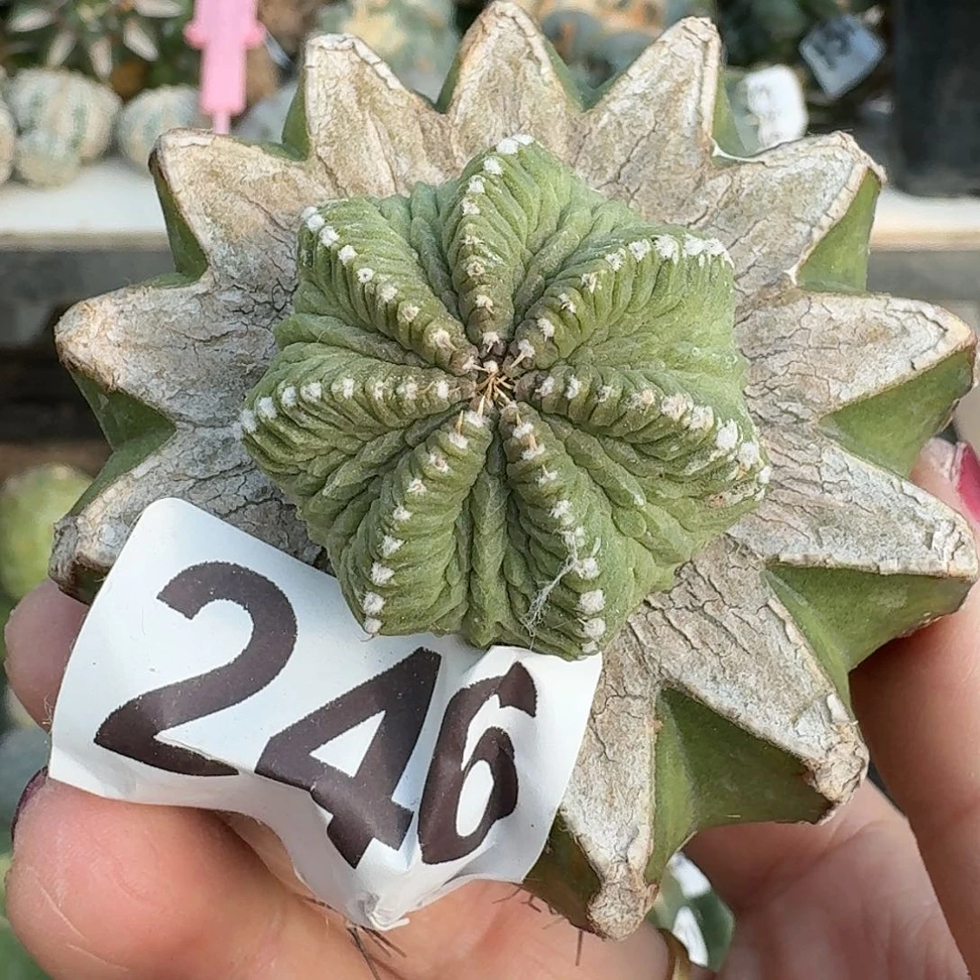 无花朵老花笼246牡丹