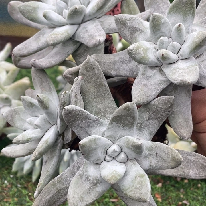 玫瑰拇指粗桩福利