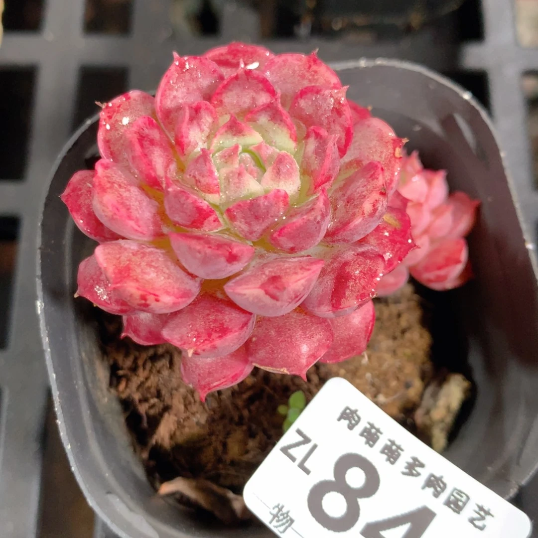 5CM拇指盆精控多肉ZL846