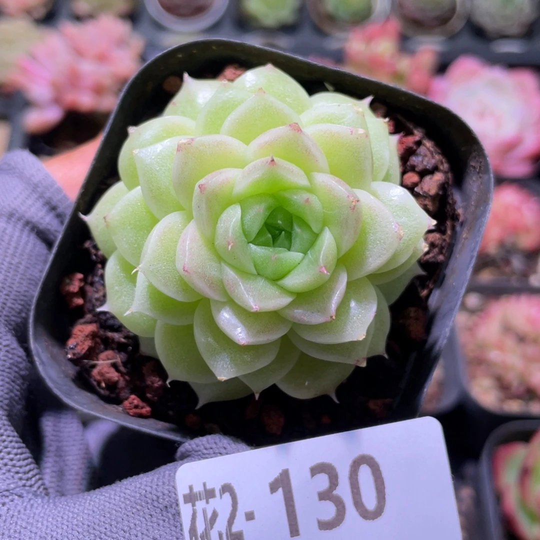 花利美  2-130麦秆