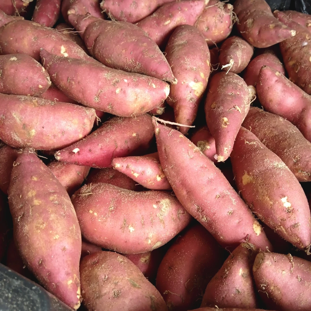 海沙软糯小香薯（100g以内单果）4斤袋装