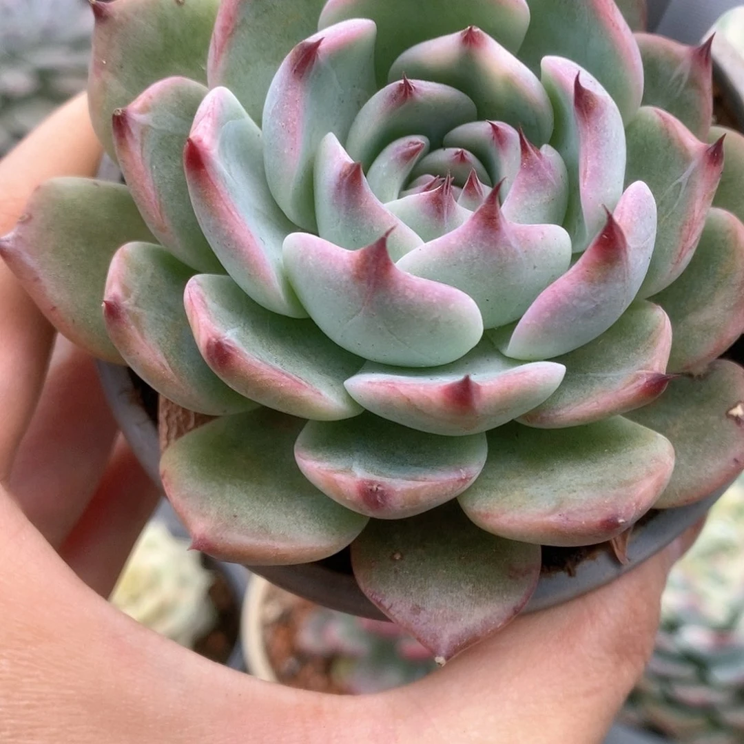 006锦锦锦锦锦锦锦