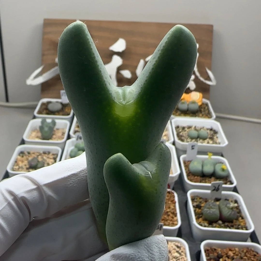 一***️10-29当天满38包邮大型超厚嘟嘟嘴大枪