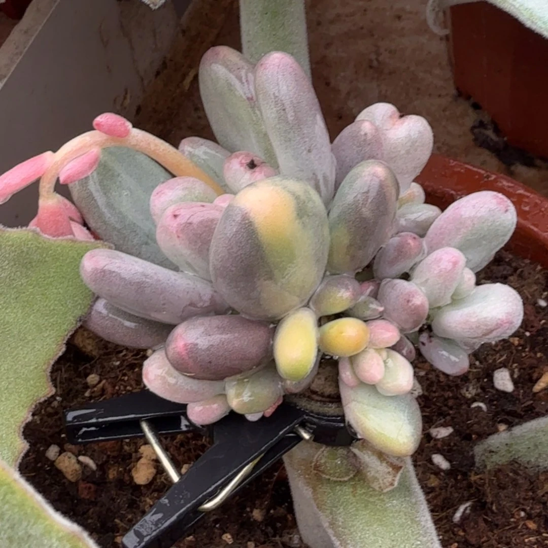 一颗美人锦一刻群生