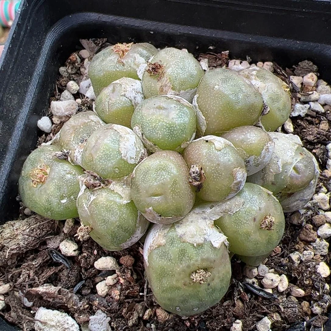 【闪购商品】98 双11福利