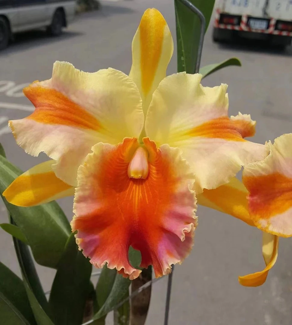 魔术师2寸杯洋兰苗株卡特兰微瑕疵花卉兰花兰鲜花