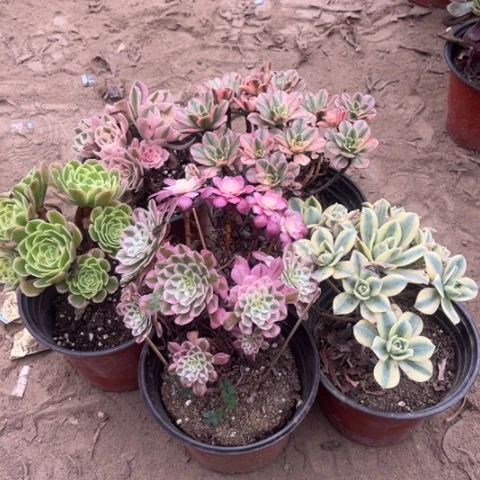 398多肉植物组合，