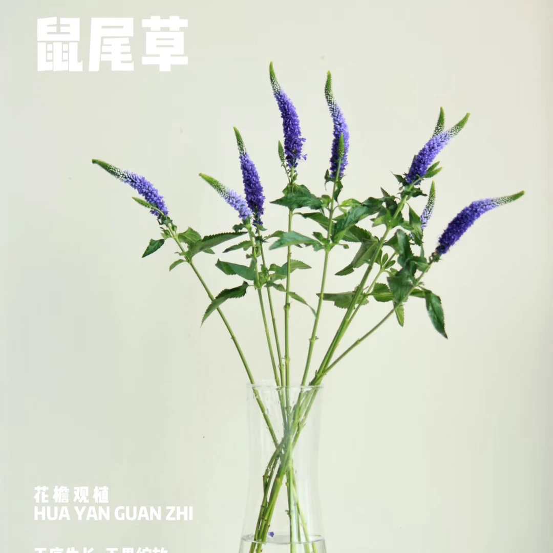 【鼠尾】  满2份鲜花升级快递  小清新鲜花 花期久