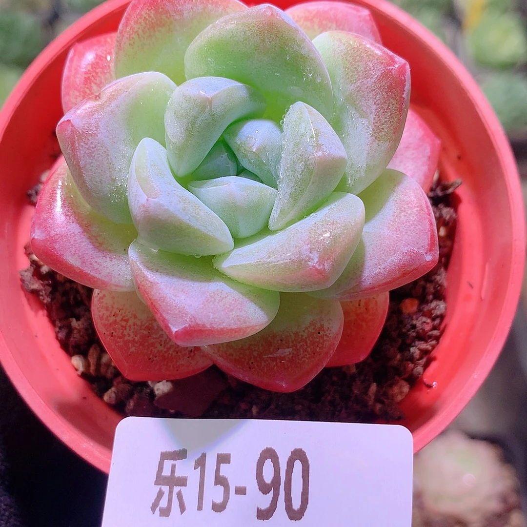 乐然15-90 冰玉单头