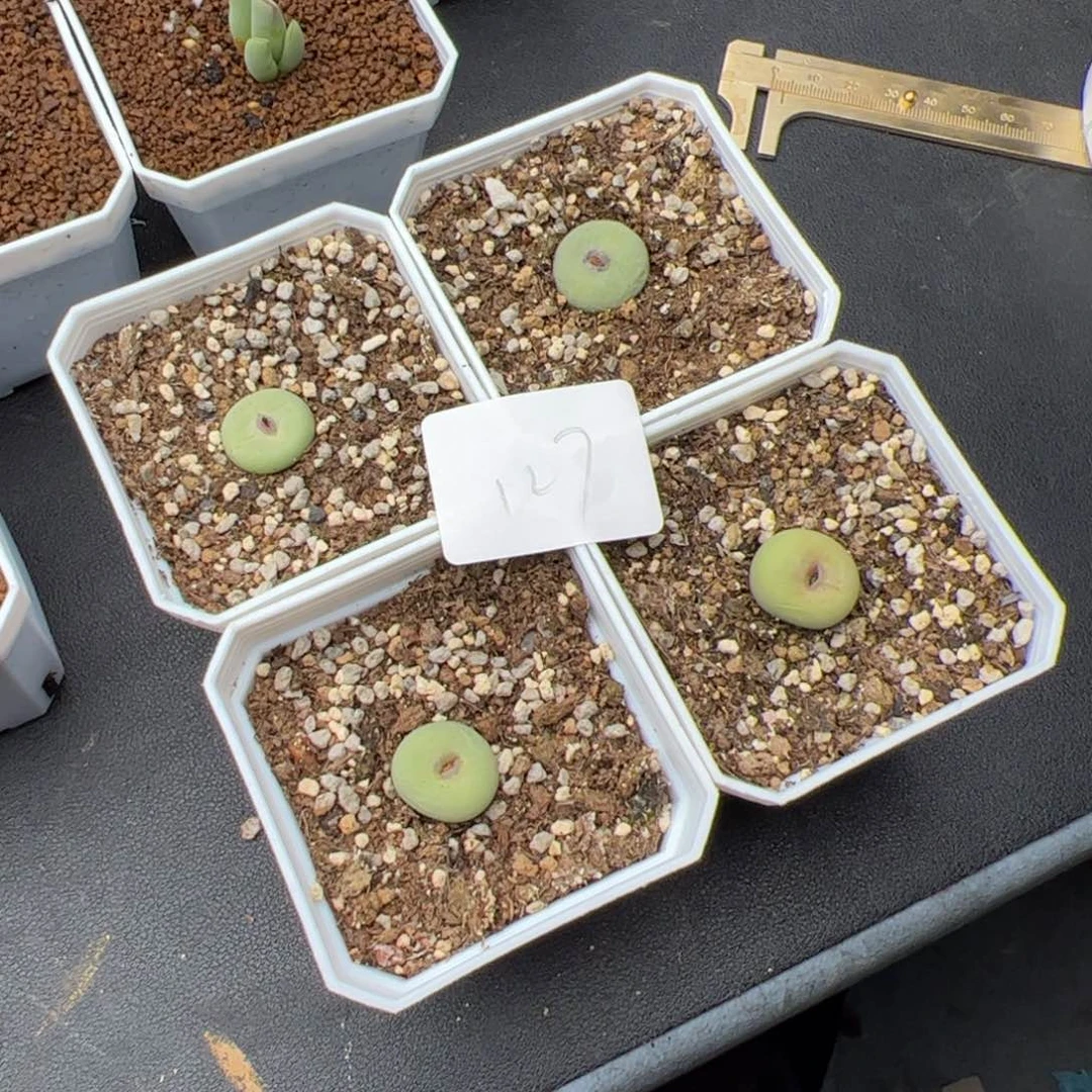 调***球5.11嘟嘟嘴多肉植物127