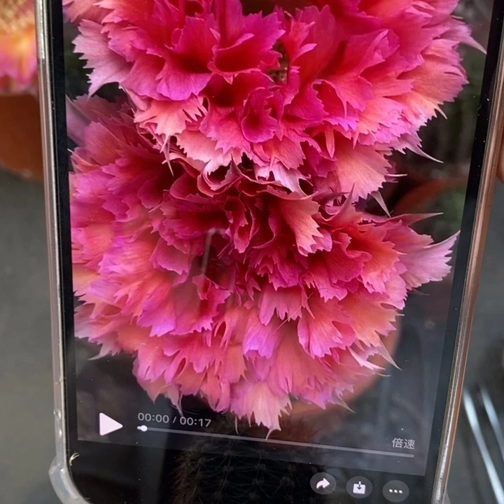 彩草2号羽毛侧芽3公分左右