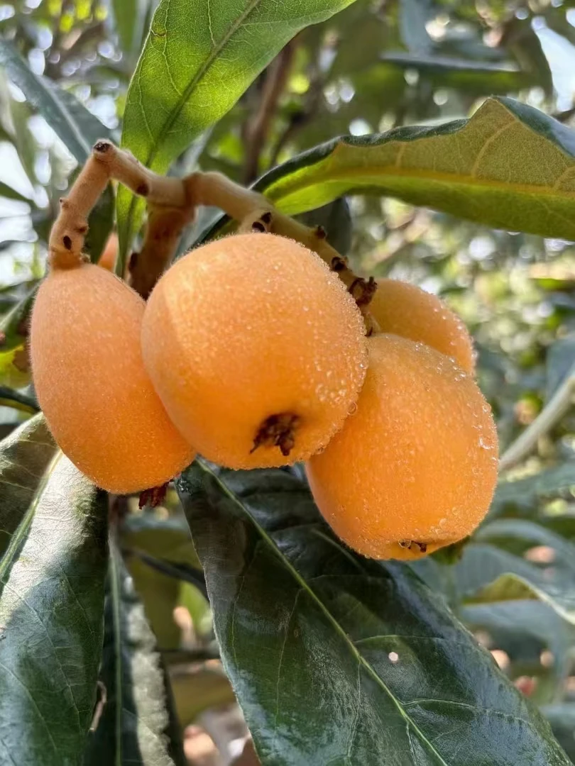 莆田特产水果枇杷