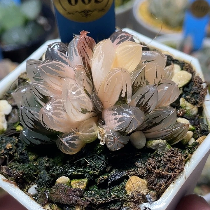 665双头水晶实生锦特选福利