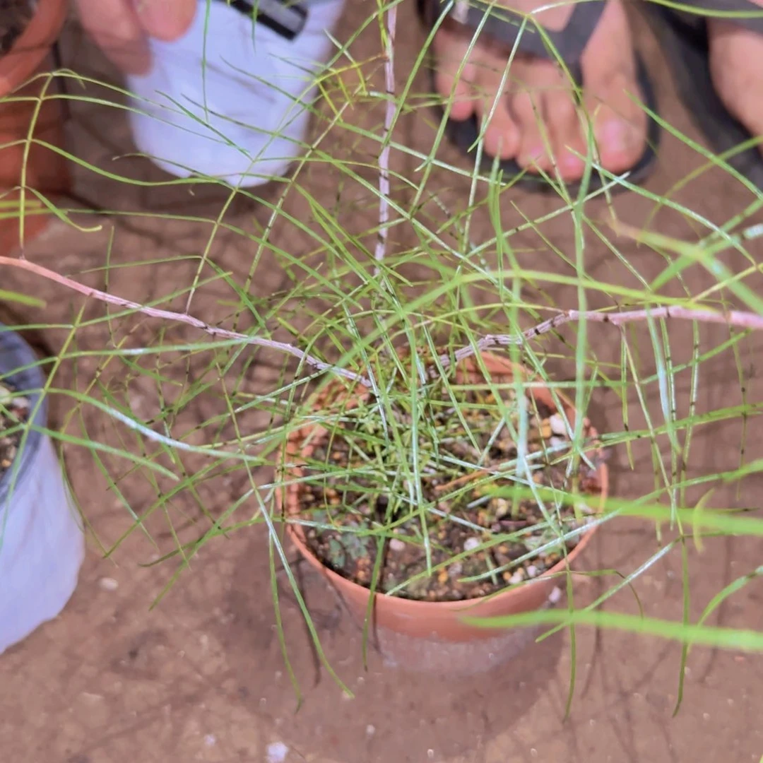 玉***缘块根植物块根植物