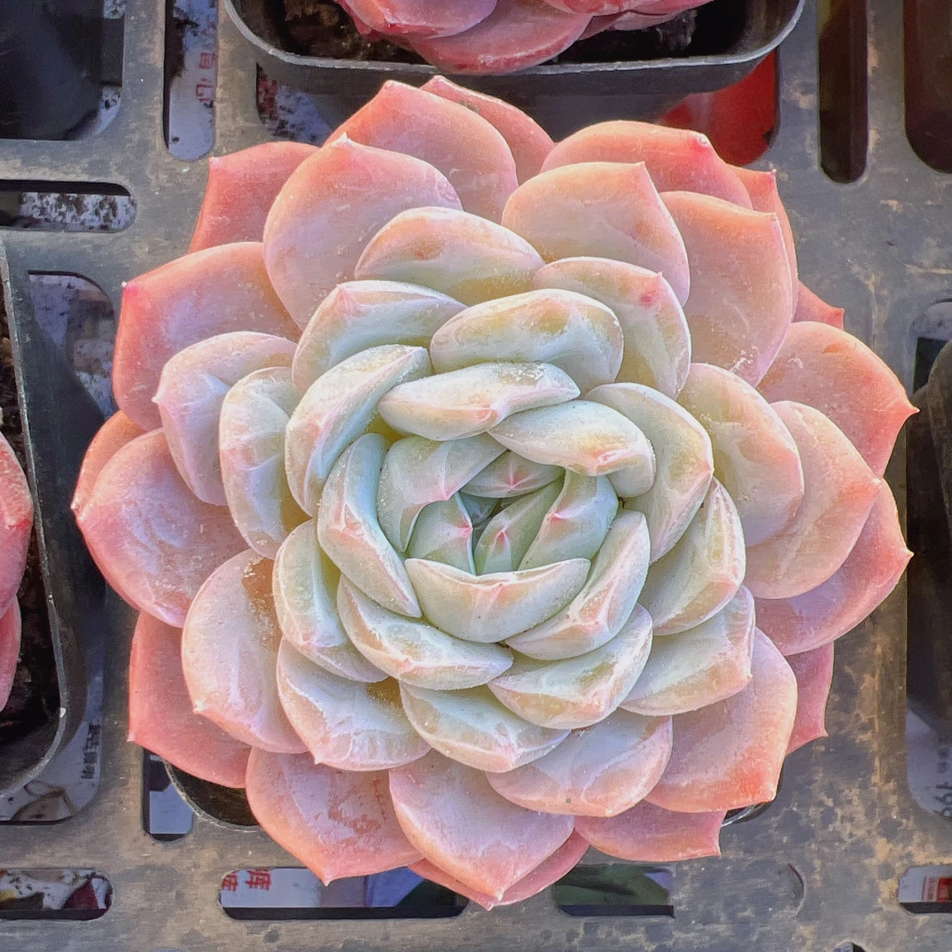 70#.单头白壁珍妮-带盆土发货