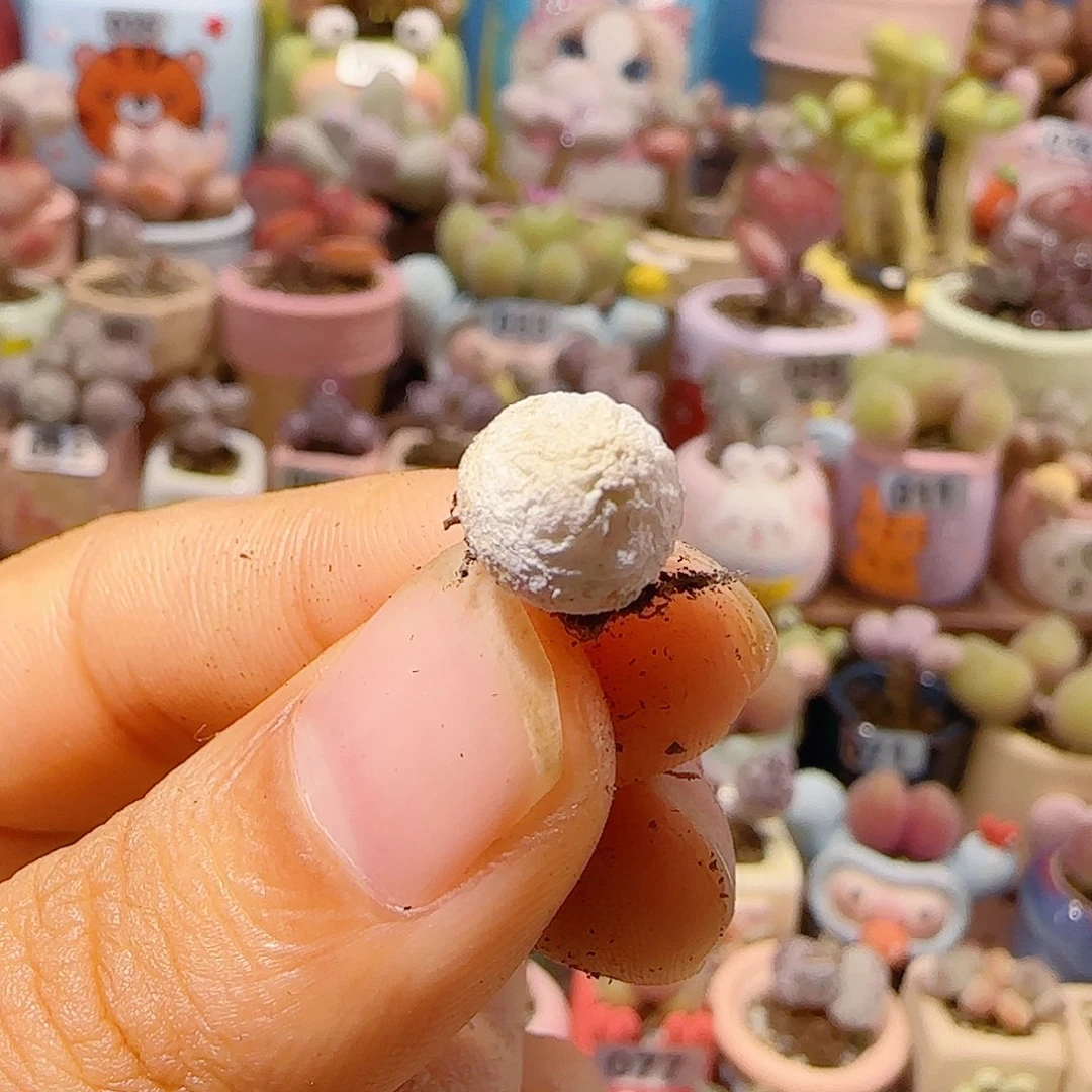 弦***语T可爱小灯泡盆口1.5cm