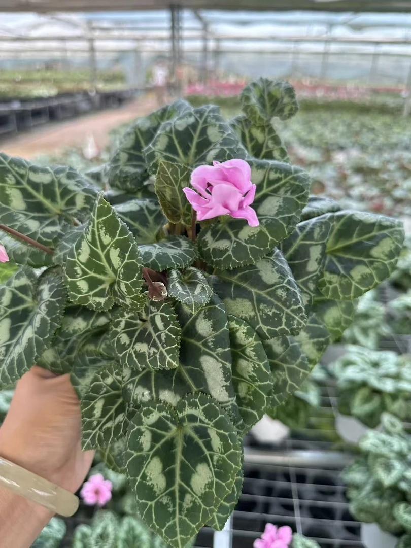 花购   仙客来  (小风车）   140盆
