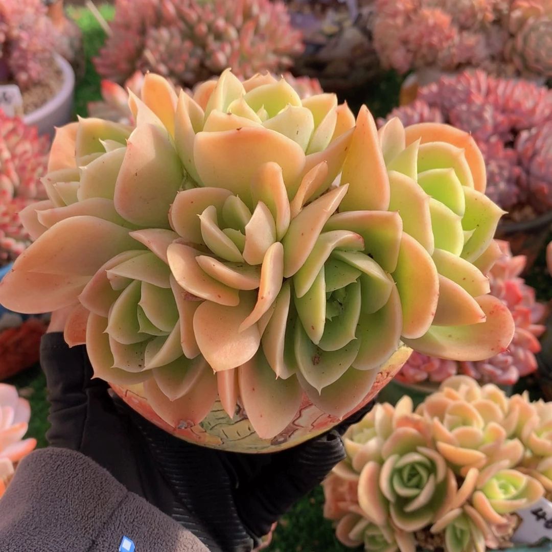 星纳塔14 公分一物一拍