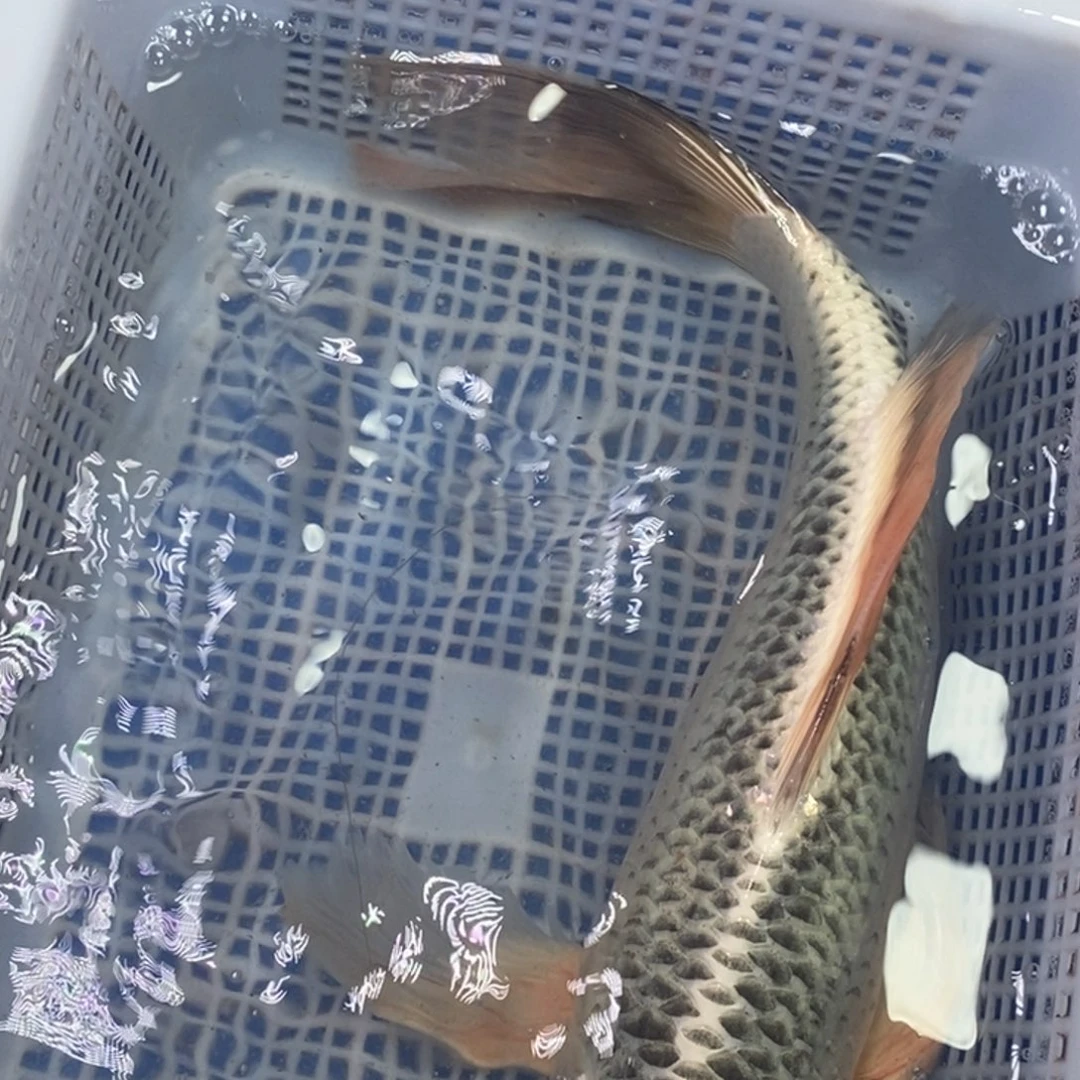 锦鲤冷水锦鲤包邮