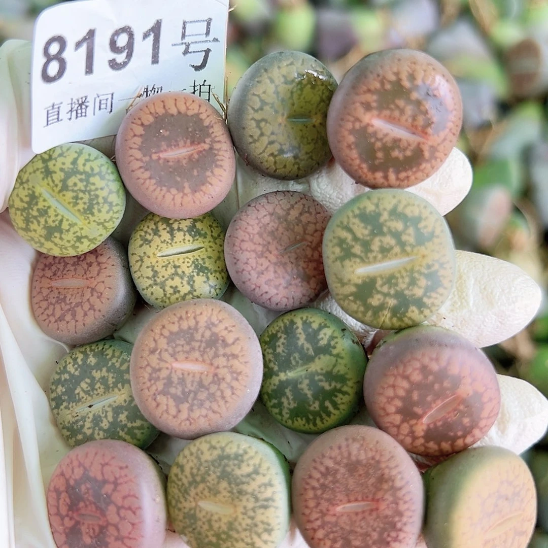 8191 好养易活生石花大母本16个1.5cm左右