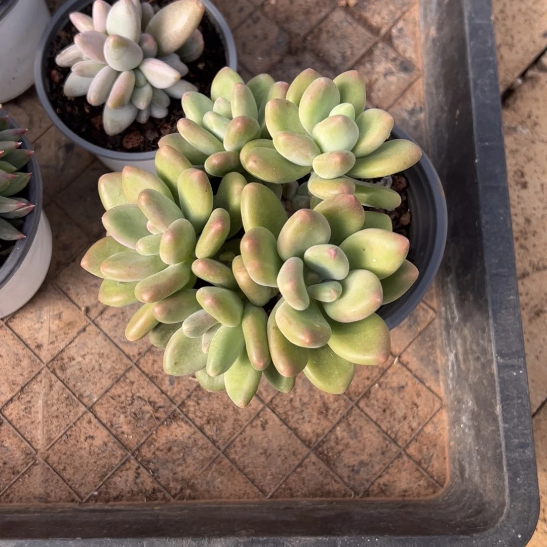 阿***花啊花25。