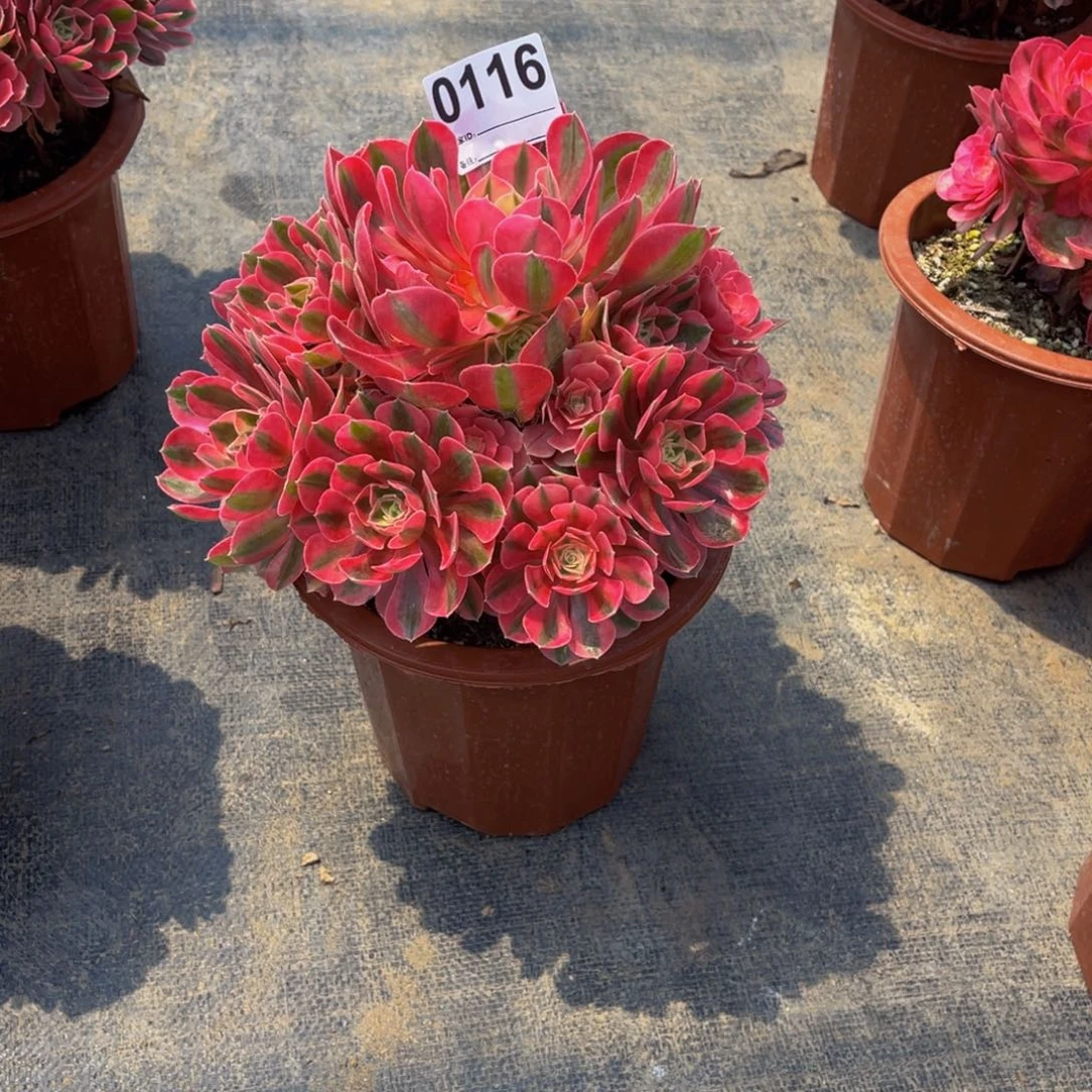 无花朵女巫0116福利